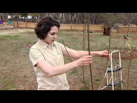High Density Planting for Fruit Trees