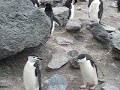 Chinstrap penguins at Baily Head in Antarctica
