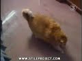 Fat Cat