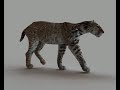 Prehistoric Documentary