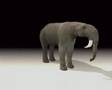 Prehistoric Documentary