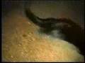 HI-8-11  LANGLEY 20 000 MINKS LET LOOSE BY ANNIMAL ACTIVEST