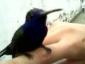 videos de Laila e o beija flor.3gp