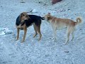 doggy style