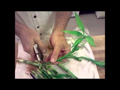 how to train lucky bamboo plants