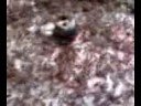 ants ants