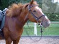 L�oville Las Cases, mein Pferd =)
