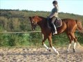 Léoville Las Cases, mein Pferd =)