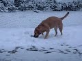 SADIE PLAYING IN THE SNOW. 2