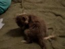 Cat Fight.