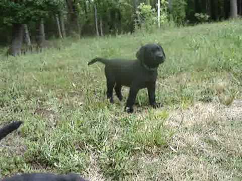 Labrador Puppies Playing Outside