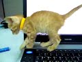Kitty Loves the Laptop