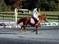 Flicka at Shadowbrook- Jumpers 10-11-08 (3)