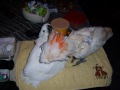 Papageien-Herbst-Impressionen: Kakadu Baby Filou mit 