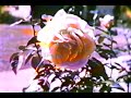 King of Casselberry, 1953 Part 1 King of Casselberry, 1953 Part 1