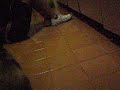 Coelho tarado! ^^