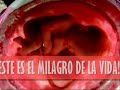 Desenvolvimiento del feto (Espa�ol)