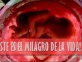 Desenvolvimiento del feto (Español)