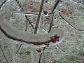 Ice Storm Jan 13, 2007 3:30pm Video