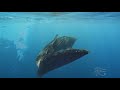 www.Aquatribe.com trailer