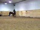 Fernie: hunter for sale Fernie: hunter for sale