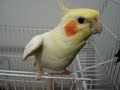 Calopsita Sofia fala BATE O PÉ !!! Calopsita Sofia fala BATE O PÉ !!!