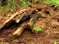 Part 1, Participatory Forest Management