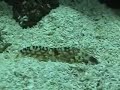 Watchman Goby and Pistol Shrimp