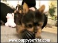 teacup-yorkies-playtime.html