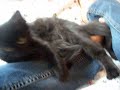  Noodnick Burnsy cat kitten pet cute chubby cuddly black sweet love hug kisses necklace play hair