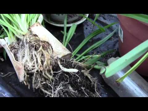 how to replant spider plant babies