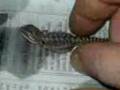 videos de Nacimiento de pogonas, dragon barbudo