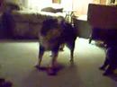ARPH  DOG  /  \"Bella finds her voice\"