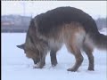 Toni Löydetään Jään Alta Kuolleena Toni Löydetään Jään Alta Kuolleena