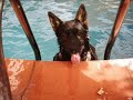 Dog german shepherd swimming pool drawn