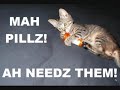 THE LOLCATS VIDEO (THE EPIC) LOTS OF NEW!! PICTURES THE LOLCATS VIDEO (THE EPIC) LOTS OF NEW!! PICTURES
