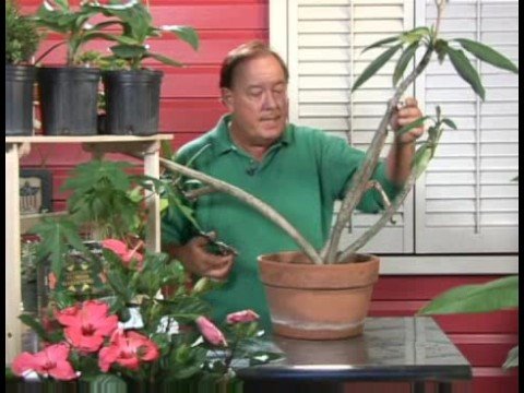 how to plant plumeria cutting