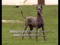 Great Dane & pups