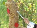 kungfu weapons (3/5) kungfu weapons (3/5)