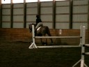 5y/o Oldenberg Horse For Sale