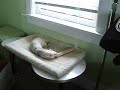 An example of the perfect dog to have around ferrets An example of the perfect dog to have around ferrets