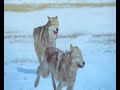 beyond the wolves
