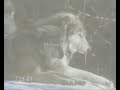 beyond the wolves
