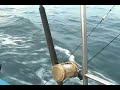 Dorado ....is it gone?  don�t loose it