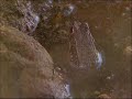 anfibios ranas sapos culebra luis miguel dominguez