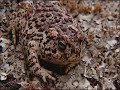 anfibios ranas sapos culebra luis miguel dominguez