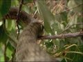 anfibios ranas sapos culebra luis miguel dominguez