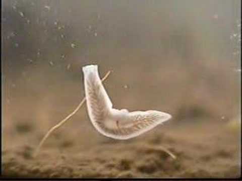 White flatworm 11 october 2006 sequel