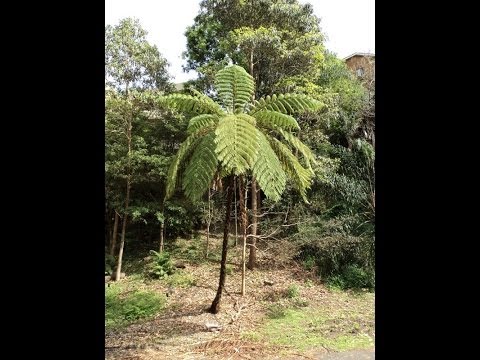 how to replant fern tree