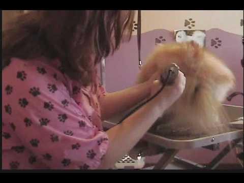 how to care pomeranian